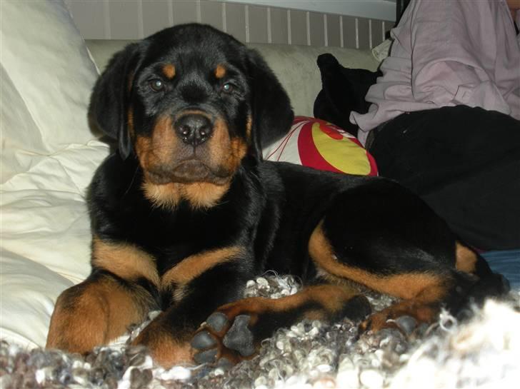 Rottweiler Kean of Nicolas Lion billede 3