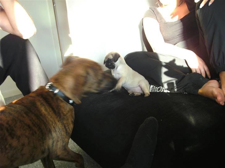 Mops Tulle billede 4