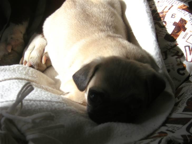 Mops Tulle billede 5