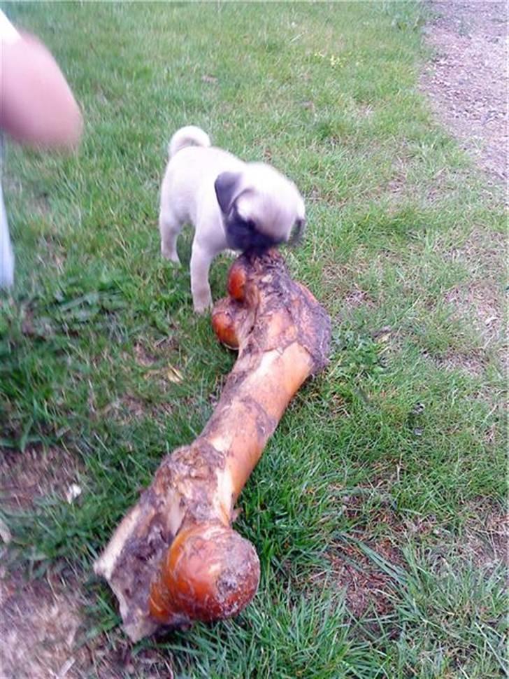 Mops Tulle billede 6