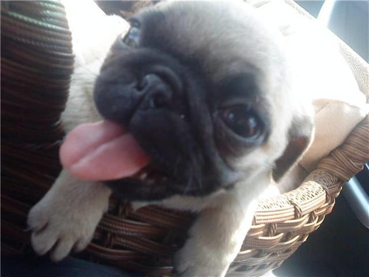 Mops Tulle billede 7