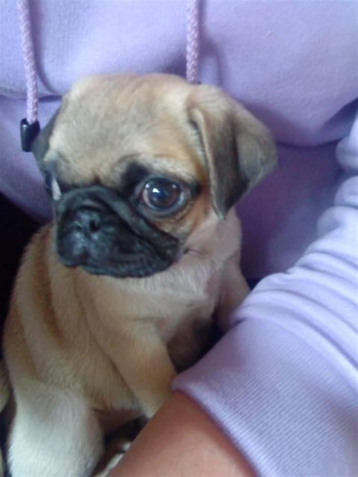 Mops Tulle billede 8