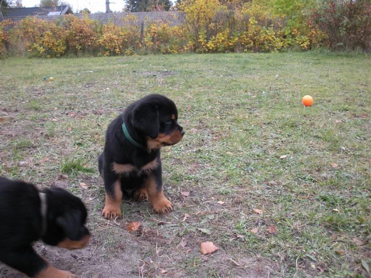 Rottweiler Kean of Nicolas Lion billede 4