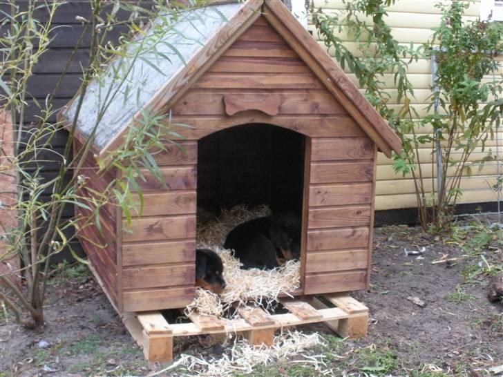 Rottweiler Kean of Nicolas Lion billede 5