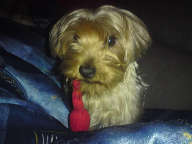 Blanding af racer Hugo - Min dejlige fisk Elsker den !!! Ggg billede 18