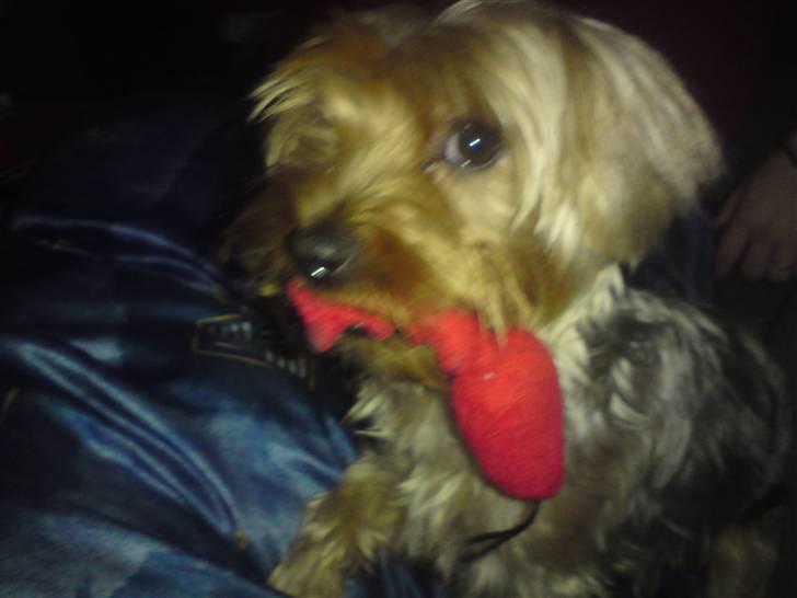 Blanding af racer Hugo - Jeg siger jer, jeg aflevere ikke min fisk til nogen, det bliver over mit liv  billede 19