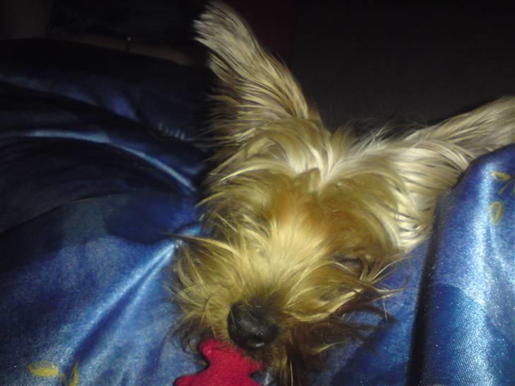 Blanding af racer Hugo - Selv når jeg sover kan jeg ikke ligge den fra mig billede 20