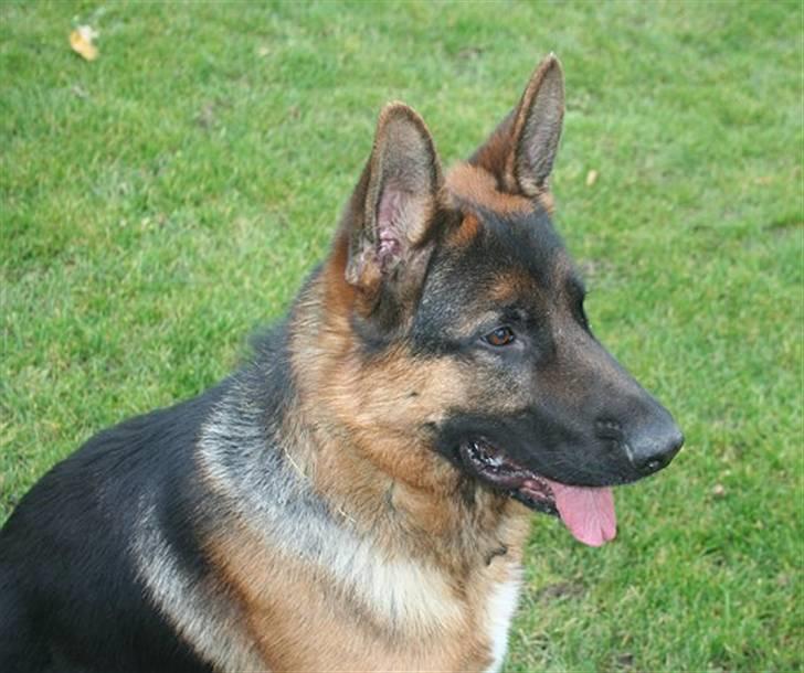 Schæferhund Jasko billede 13