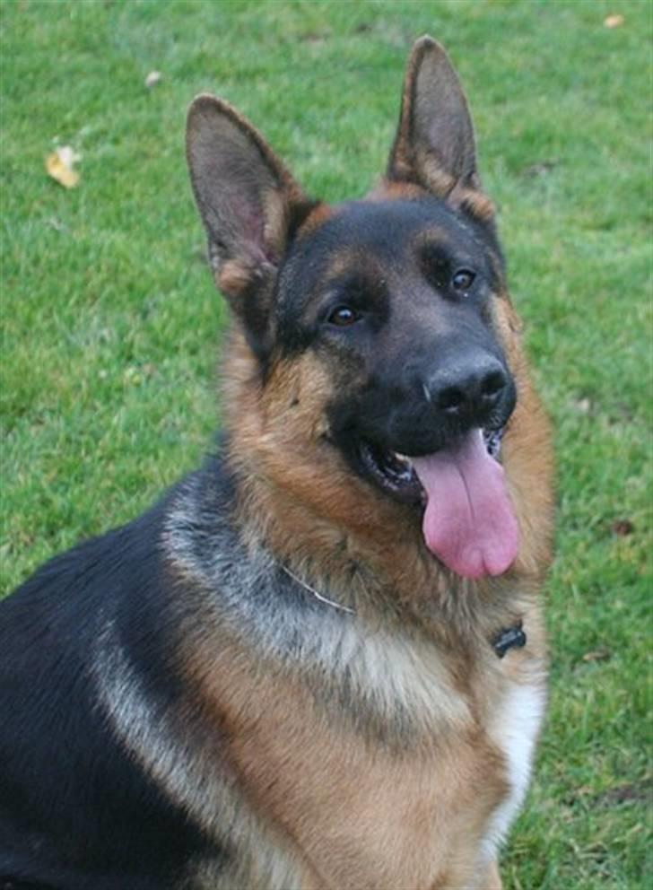 Schæferhund Jasko billede 14