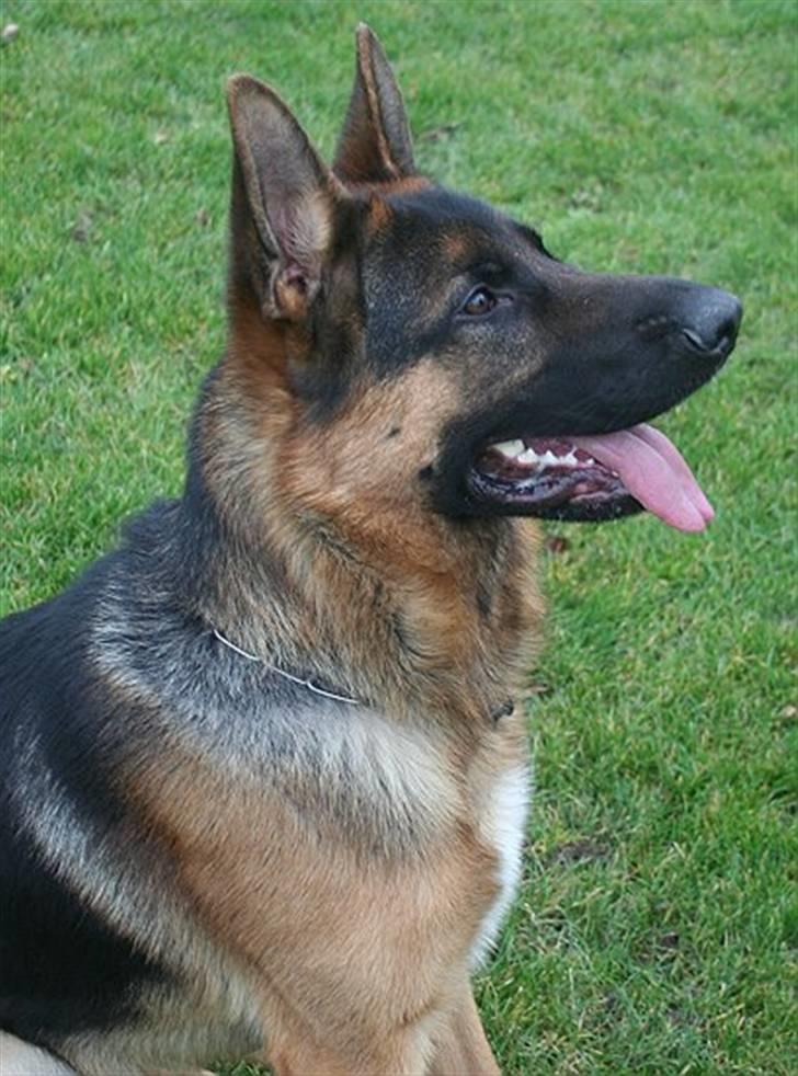 Schæferhund Jasko billede 15