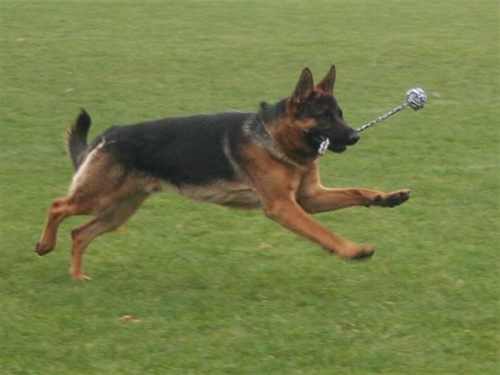 Schæferhund Jasko billede 16