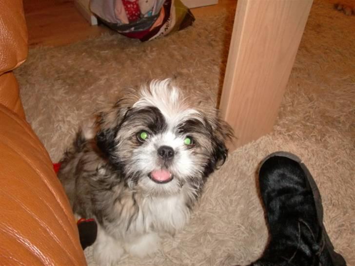 Shih tzu Bamse - tit tit :P billede 1