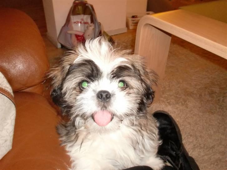 Shih tzu Bamse - hej vil du lege kom nu leg med mig.. billede 2