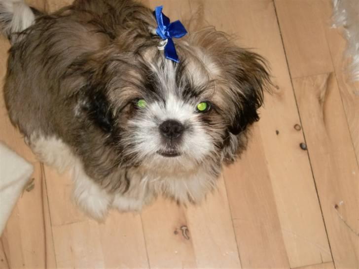 Shih tzu Bamse - arj hvor ser jeg bare dum ud.. det er da kun tøser der har sjøjfe i håret pil den ud. billede 3