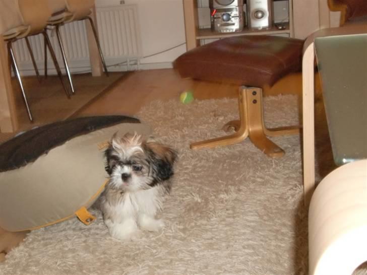Shih tzu Bamse - jeg leger skildpadde billede 4