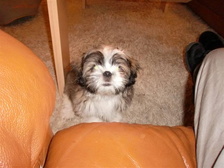 Shih tzu Bamse - hvad laver du lige billede 5