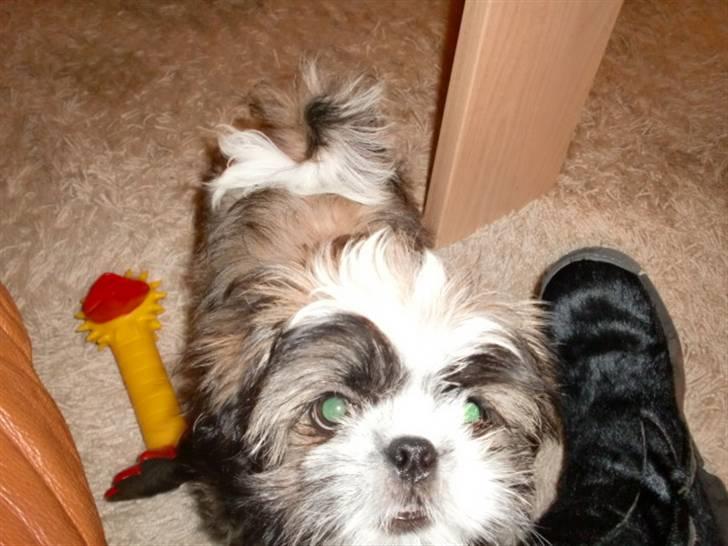 Shih tzu Bamse - kom nu jeg vil lege billede 6