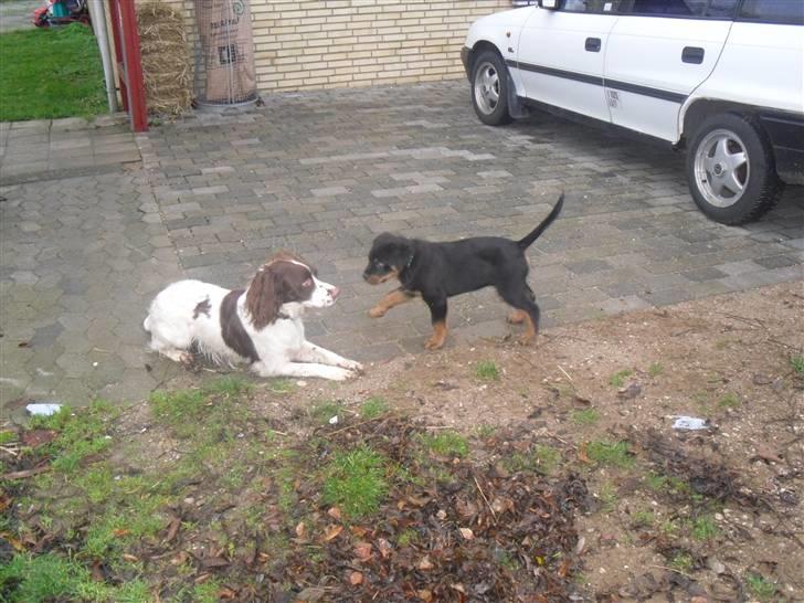 Rottweiler Bjørn Junior - Hér leger han med fætter Sofus for første gang :) billede 5