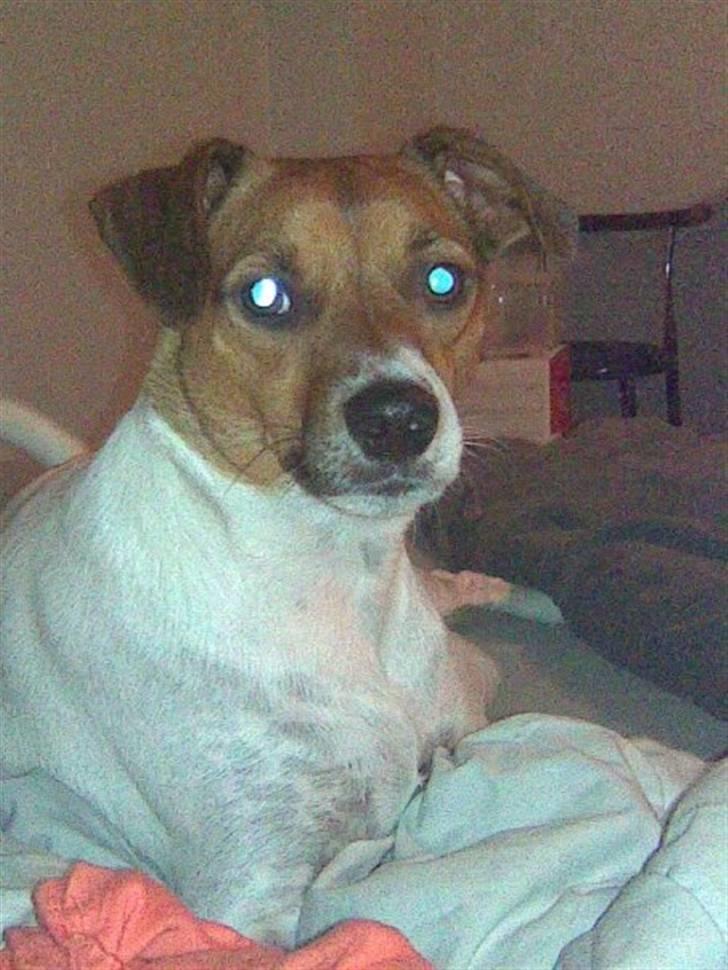 Dansk svensk gaardhund Axel billede 1