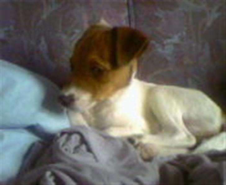 Dansk svensk gaardhund Axel billede 2