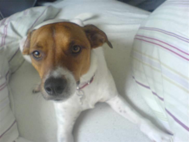 Dansk svensk gaardhund Axel billede 3