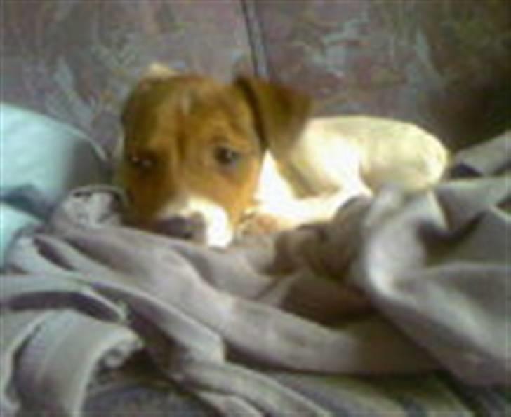 Dansk svensk gaardhund Axel billede 5