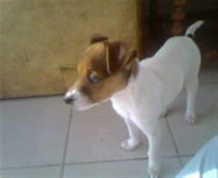 Dansk svensk gaardhund Axel billede 6