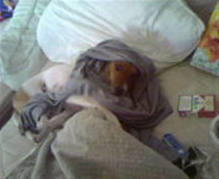 Dansk svensk gaardhund Axel billede 7