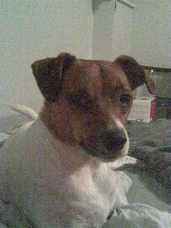 Dansk svensk gaardhund Axel billede 8