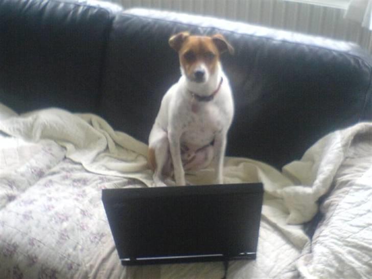 Dansk svensk gaardhund Axel billede 9