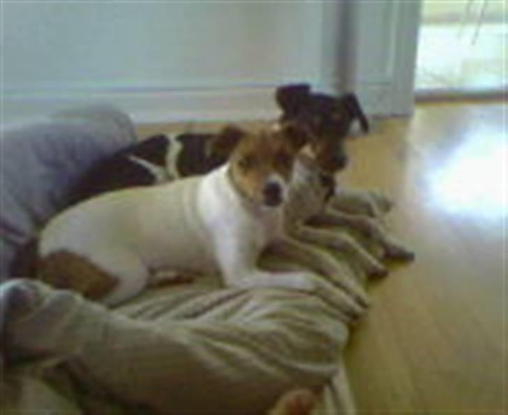 Dansk svensk gaardhund Axel billede 10