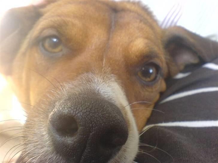 Dansk svensk gaardhund Axel billede 11