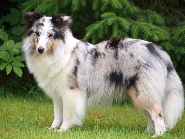 Shetland sheepdog Shenaja Blue Star On The Sky - Chicha <3 - Velkommen til Chicha´s profil :)<3 billede 1