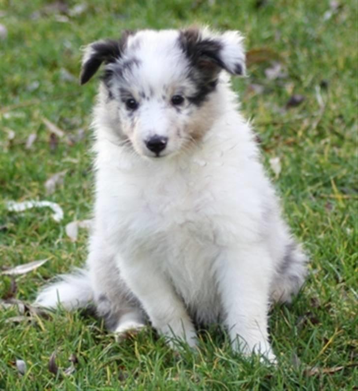 Shetland sheepdog Shenaja Blue Star On The Sky - Chicha <3 - Chicha som hvalp<3 billede 3