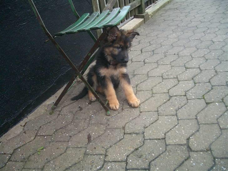 Schæferhund Team Marlboro Cille - hejsa jeg hedder marlboro´s cille men de kalder mig zenta billede 1