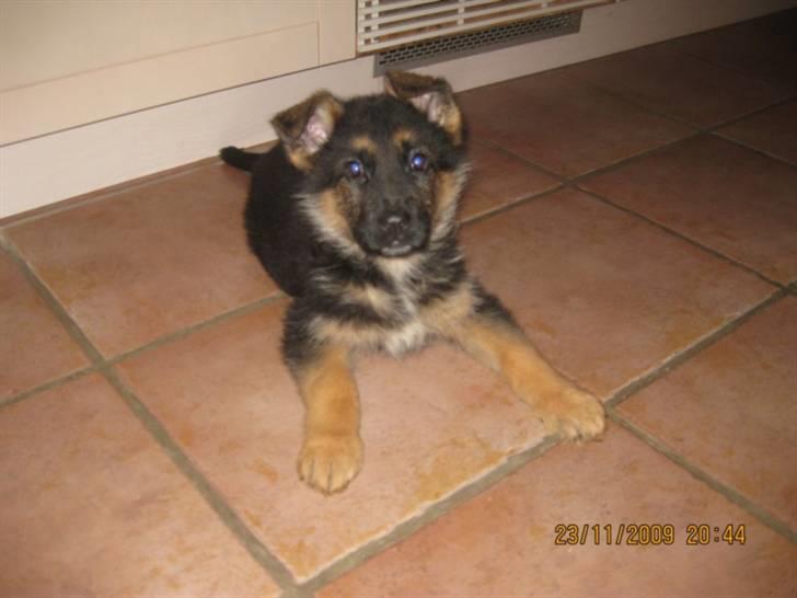 Schæferhund Team Marlboro Cille - hej hvem er i er det jer jeg skal med hjem??? om 2 uger(6 uger gl) billede 3