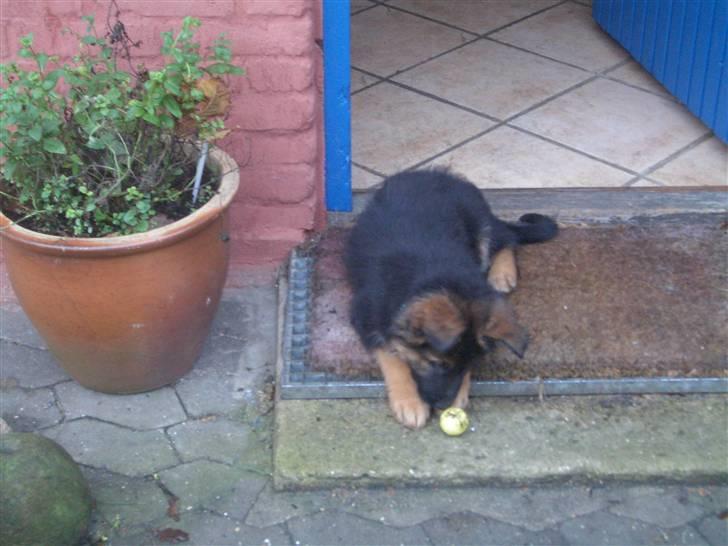 Schæferhund Team Marlboro Cille - er den mon farlig den trappe i mit nye hjem billede 4