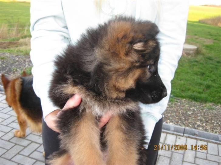 Schæferhund Team Marlboro Cille - 7½ uge billede 5