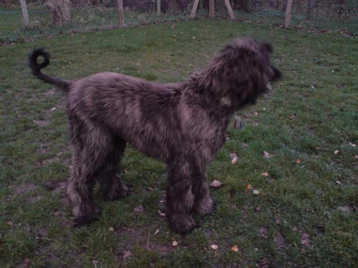 Afghansk mynde Jackson billede 9