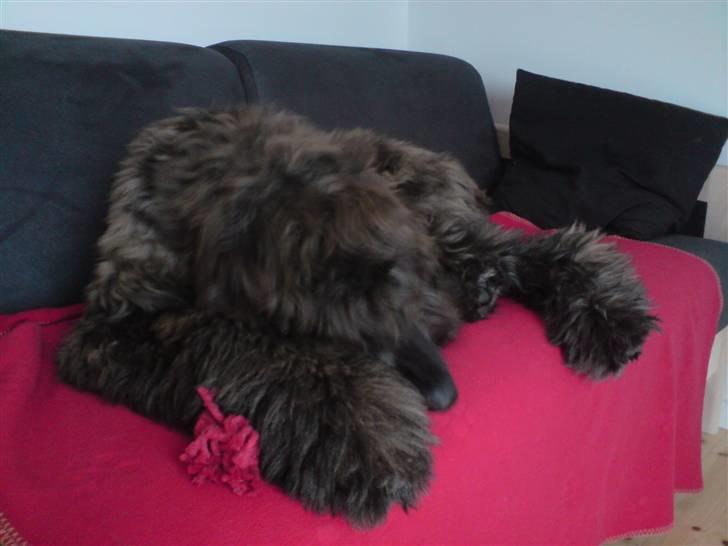 Afghansk mynde Jackson - får lige en lur på sovesofaen billede 10