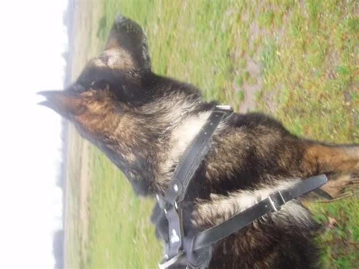 Schæferhund Sund hund Elliot (R.I.P.) billede 9