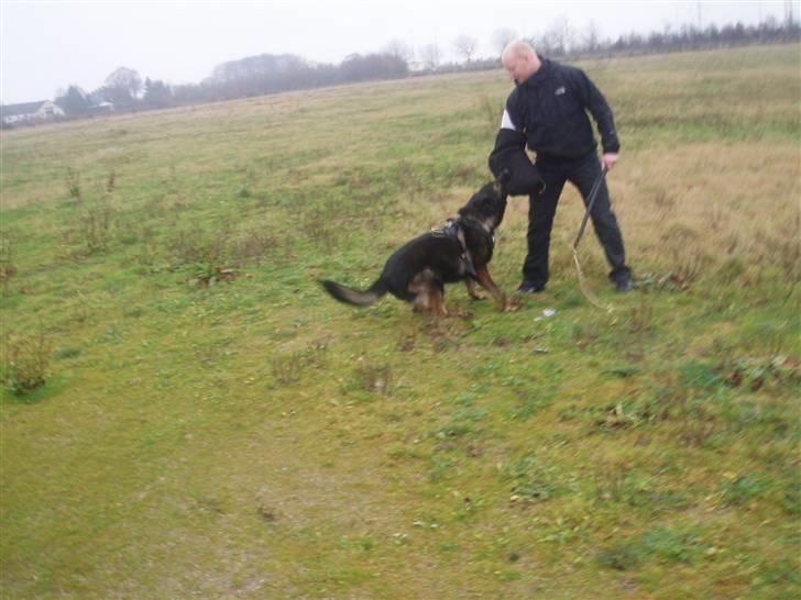 Schæferhund Sund hund Elliot (R.I.P.) billede 10