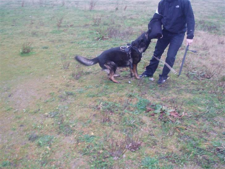 Schæferhund Sund hund Elliot (R.I.P.) billede 11