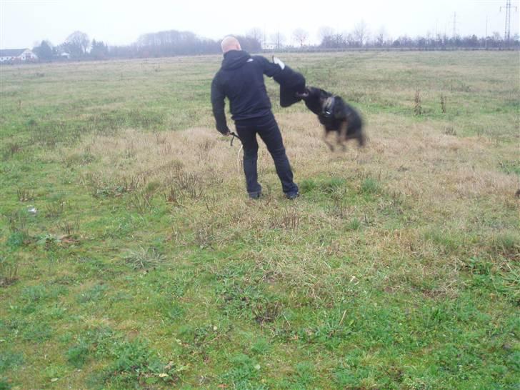 Schæferhund Sund hund Elliot (R.I.P.) billede 12