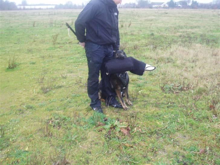 Schæferhund Sund hund Elliot (R.I.P.) billede 13