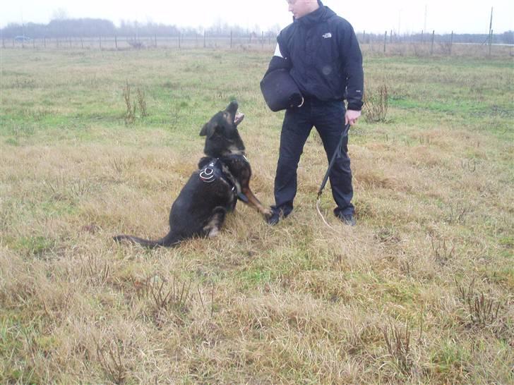 Schæferhund Sund hund Elliot (R.I.P.) billede 14