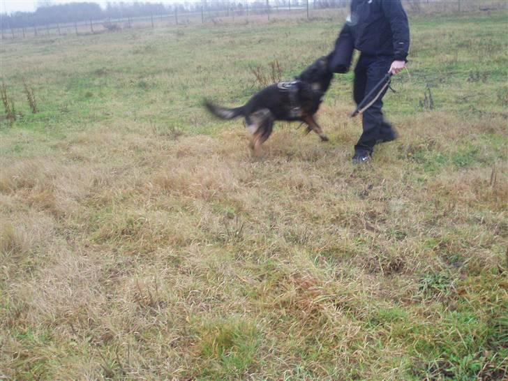 Schæferhund Sund hund Elliot (R.I.P.) billede 15