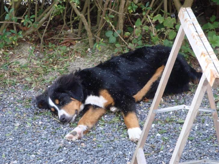 Berner sennenhund Atilla billede 1