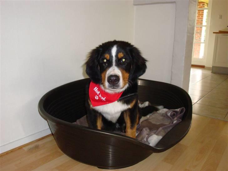 Berner sennenhund Atilla billede 2