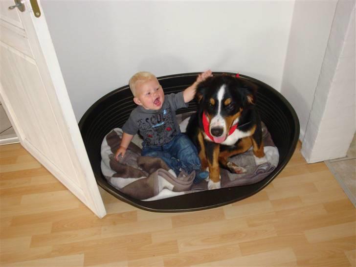 Berner sennenhund Atilla billede 3